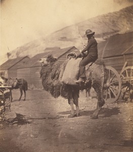 [Man Riding Camel]