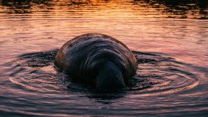 Manatee at Sunset