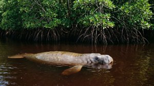 Manatee in Mangroves