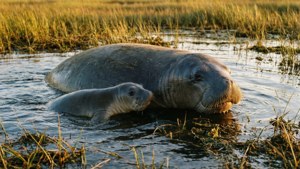 Manatee Mother and Calf