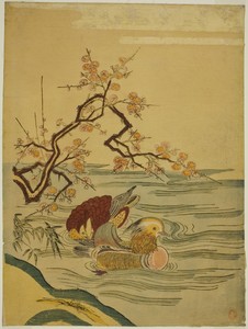 Mandarin Ducks Swimming under Plum Branch