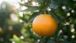 Mandarin on Tree