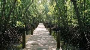 Mangrove Boardwalk