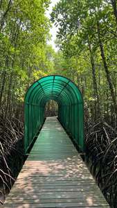 Mangrove Boardwalk