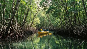 Mangrove Forest Kayak