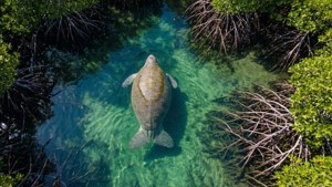 Mangrove Manatee Aerial