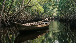 Mangrove Passage