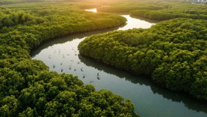 Mangrove Reserve Sunset