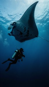 Manta Ray Encounter