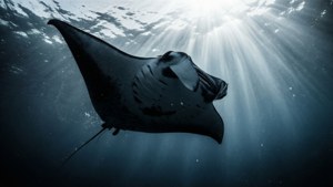 Manta Ray Silhouette