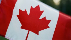 Maple Leaf Close Up