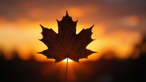Maple Leaf Sunset Silhouette