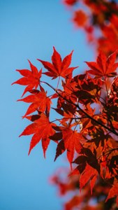 Maple Leaves Close-Up