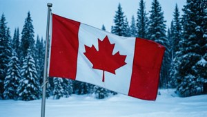 Maple Snow