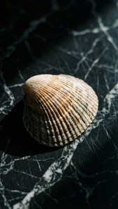 Marble Cockle Elegance