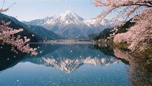 March Mountain Blossoms