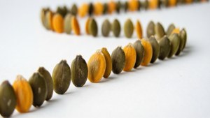 Marching Seeds