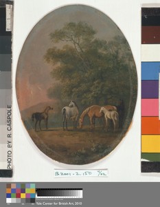 Mares and Foals