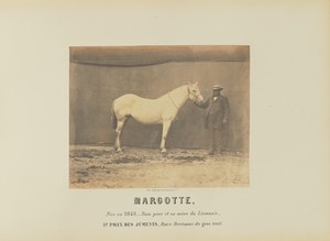 Margotte