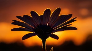 Marguerite Sunset Silhouette