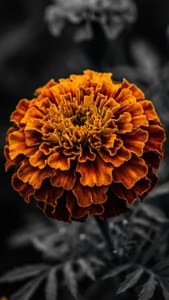 Marigold in the Dark