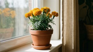 Marigold on Windowsill