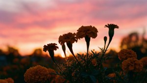 Marigold Sunrise Silhouette