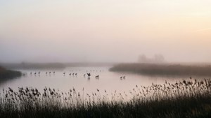 Marker Wadden Morning Mist