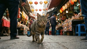 Market Stroll