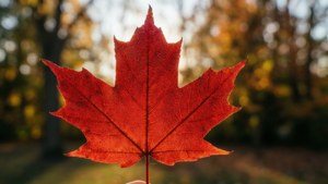 Markham Maple Focus