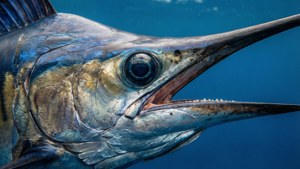 Marlin Eye Close-up
