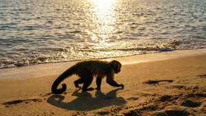 Marmoset on Beach at Sunset