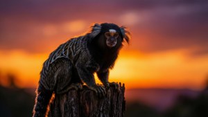 Marmoset Sunset Silhouette