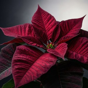 Maroon Vein Detail