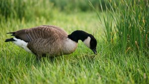 Marsh forager Goose
