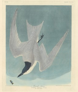 Marsh Tern