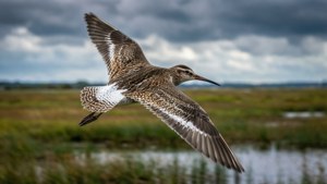 Marshland Flight