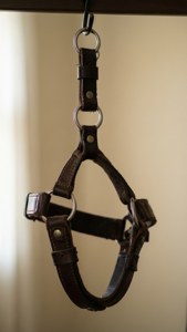 Martingale on Hook