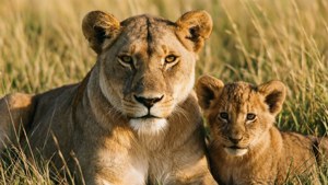 Maternal Confidence