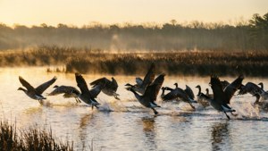 Mattamuskeet Dawn Flight