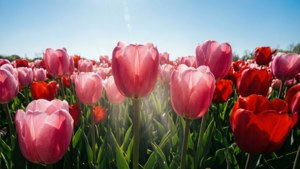 May Tulip Field