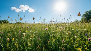 Meadow of Joy