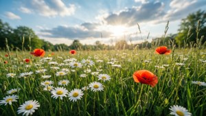 Meadow of May Flowers