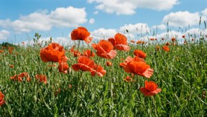 Meadow Poppies