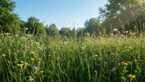 Meadow Wildflowers