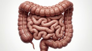 Medical Anatomy Illustration