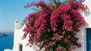 Mediterranean Bougainvillea Wall