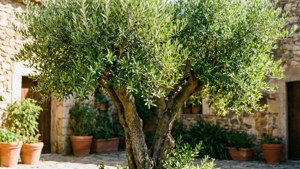 Mediterranean Garden Olive