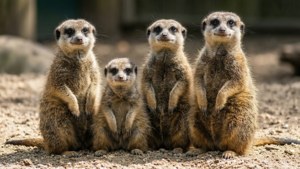 Meerkat Lookout