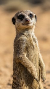 Meerkat on Guard